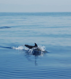 Agenzia/operatore Turistico Aeolian Dolphin Research